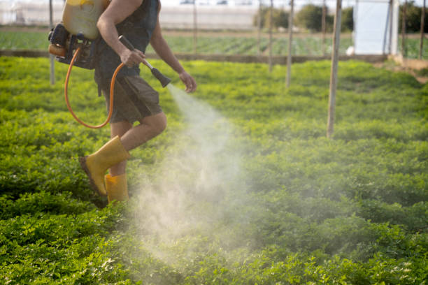 Best Best Pest Control Companies  in Meraux, LA