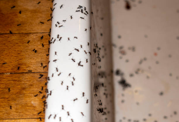 Best Emergency Pest Control  in Meraux, LA