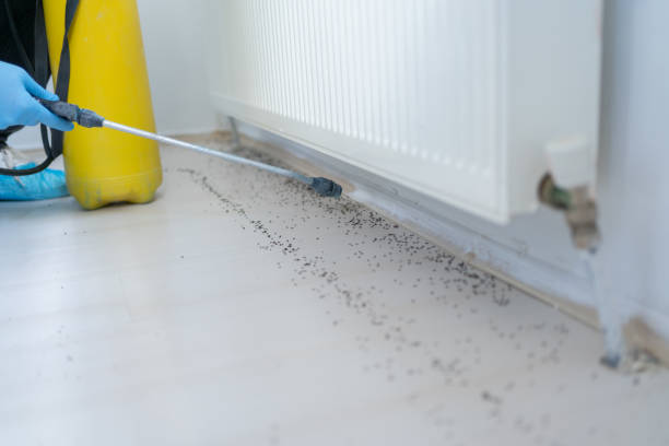 Best Insect Control  in Meraux, LA